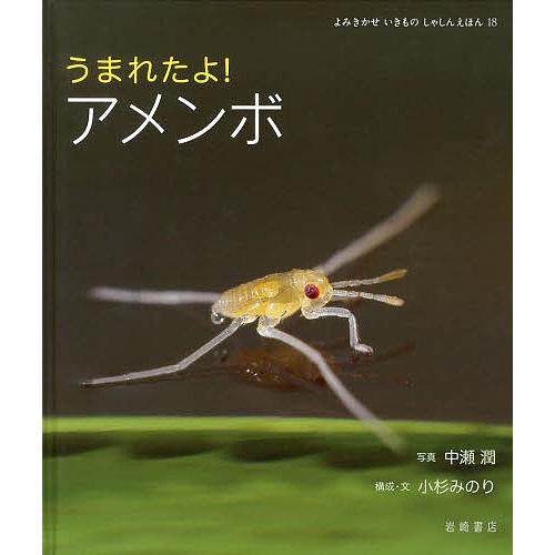 うまれたよ!アメンボ/中瀬潤/小杉みのり