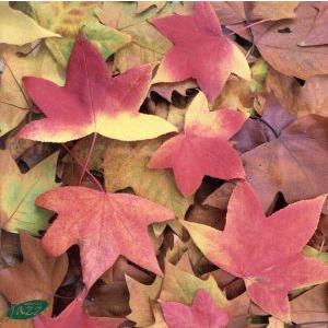 秋のいざない〜オータム・ジャズ・コレクション(HQCD)/(オムニバス),カレル・ボエリー・トリオ,...