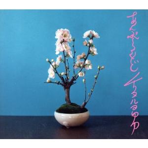 あんぷらぐど〜オフィシャル海賊盤〜/チリヌルヲワカ