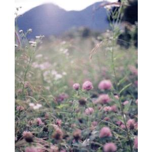 愛がなんだ(特装限定版)(Blu-ray Disc)/岸井ゆきの,成田凌,深川麻衣,今泉力哉(監督、...