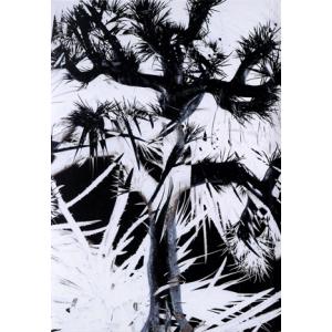 ★新品★Plastic Tree/完全生産限定盤 Plastic Tree (完全生産限定盤) (DVD付) Plastic Tree - 最安値・価格