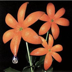 orange range 花