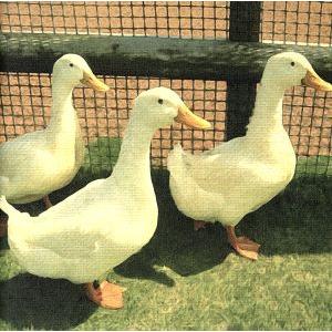 スワロー/音速ライン