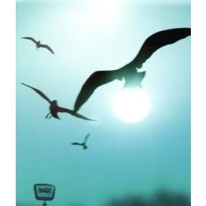 果てなき明日へと(初回生産限定盤)(DVD付)/175R　