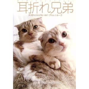 耳折れ兄弟 スコティッシュフォールド・アトム&amp;ルーク/アトム&amp;ルーク