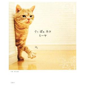 ぐぅぱぁネコ ミーヤ/関由香【写真】