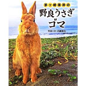 茅ヶ崎海岸の野良うさぎゴマ/内藤雅光【写真・文】
