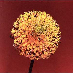 Mountain Top/Shape Of Miracle/RADWIMPS