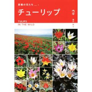 原種チューリップの商品一覧 通販 Yahoo ショッピング