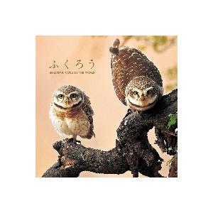 ふくろう　ＢＥＡＵＴＩＦＵＬ　ＯＷＬＳ　ＩＮ　ＴＨＥ　ＷＯＲＬＤ