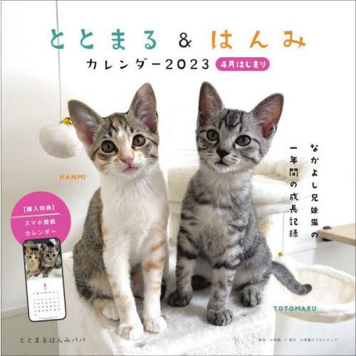 子猫動画 2023