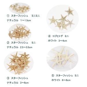 貝殻【スターフィッシュ(ヒトデ)】 ミニ貝殻 ...の詳細画像1