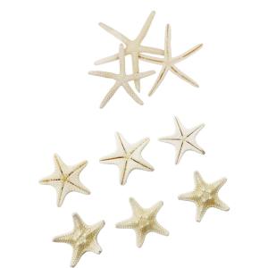 貝殻【スターフィッシュ(ヒトデ)】 ミニ貝殻 ...の詳細画像4