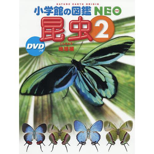 昆虫 2/小池啓一