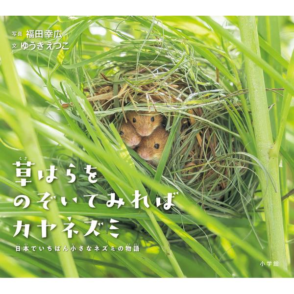 草はらをのぞいてみればカヤネズミ 日本でいちばん小さなネズミの物語/ゆうきえつこ/福田幸広/子供/絵...