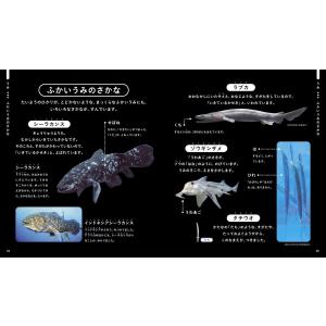 じぶんでよめるさかなずかん 対象年齢3〜6歳 ...の詳細画像4