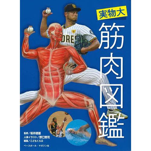 実物大筋肉図鑑/坂井建雄/野口賢司人体イラストこどもくらぶ