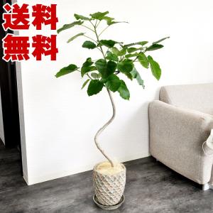 幹の曲がりが美しい観葉植物 フィカス ウンベラータ8号 約110〜130cm ※陶器鉢、受け皿付き