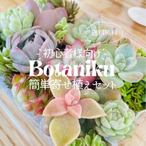 【送料無料!!】多肉植物 カット苗 おまかせ 詰合せ 寄せ植えに 送料無料