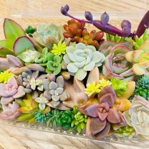 【送料無料!!】多肉植物 カット苗 おまかせ ...の詳細画像2