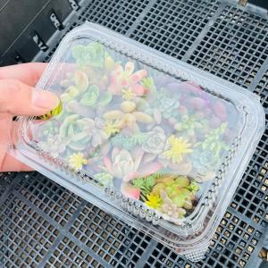 【送料無料!!】多肉植物 カット苗 おまかせ ...の詳細画像4