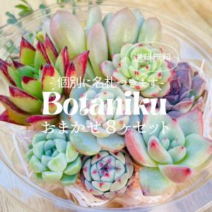 【Botanikuさんにおまかせ】多肉植物8ヶセットの商品画像