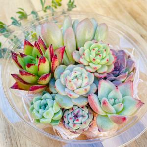 【Botanikuさんにおまかせ】多肉植物8ヶセットの詳細画像1