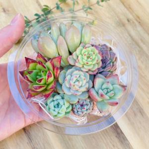 【Botanikuさんにおまかせ】多肉植物8ヶセットの詳細画像2