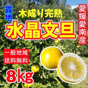 【出荷開始】愛媛愛南産　樹上完熟　露地水晶文旦　8kg