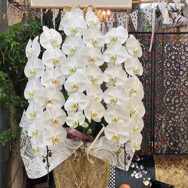 ※店舗からお届けエリア限定　店舗からお届け　胡蝶蘭鉢大輪３本立ち(輪数多め)　白　札(大)は上付き　...