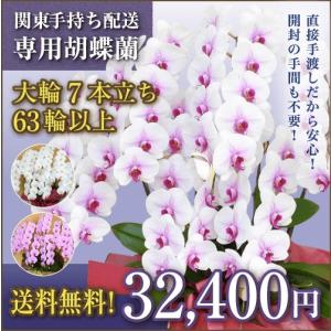 【関東手持ち配送専用】胡蝶蘭 大輪7本立ち 63...の商品画像