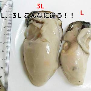 【送料無料】広島県産超特大牡蠣(1kg)プリプ...の詳細画像3