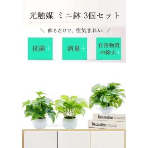 MedianField 観葉植物 光触媒 ミニ...の詳細画像1
