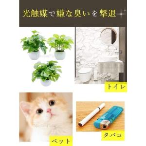 MedianField 観葉植物 光触媒 ミニ...の詳細画像5