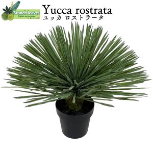 Branch leaves フェイクグリーン Yucca rosutora ユッカ ロストラータ 高さ58cm 横幅65cm 本物のようなリアルな質感 人工観葉植物 CH15041746　ドライガーデン