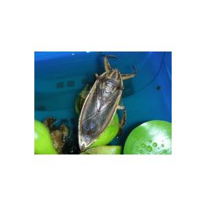 生体 タイワンタガメ 新成虫ペア 生体,外国産...の詳細画像2