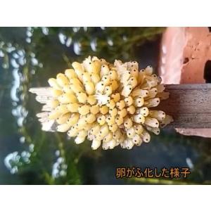 生体 タイワンタガメ 新成虫ペア 生体,外国産...の詳細画像4