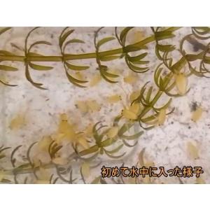 生体 タイワンタガメ 新成虫ペア 生体,外国産...の詳細画像5