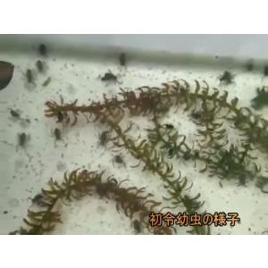 生体 タイワンタガメ 新成虫オス 生体(水生昆...の詳細画像5