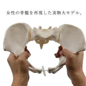 動かすことができる骨盤模型 等身大 女性 可動型 学習ツール PVCプラスチック製 骨盤 女性骨盤 科学教室 分解はできません｜bridgebridgee