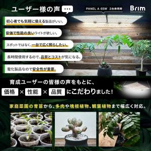 【公式】BRIM(ブリム) PANEL A 植...の詳細画像2