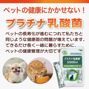 犬 猫 乳酸菌 ペット サプリ わん にゃん ...の詳細画像1