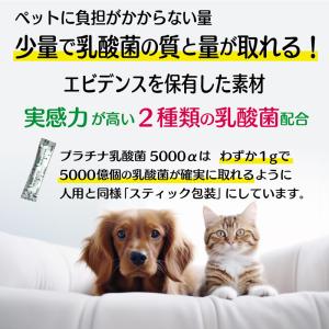 犬 猫 乳酸菌 ペット サプリ わん にゃん ...の詳細画像1