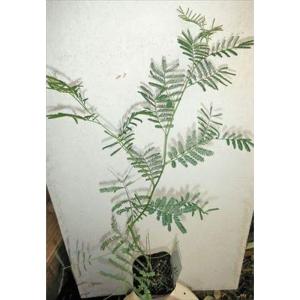 四季咲きミモザアカシアの商品一覧 通販 Yahoo ショッピング