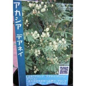 四季咲きミモザアカシアの商品一覧 通販 Yahoo ショッピング