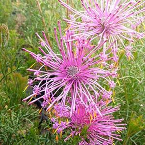 オーストラリアの花木 苗木 植木 の商品一覧 花 ガーデニング 通販 Yahoo ショッピング