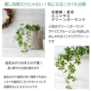 フェイクグリーン シュガーバイン 光触媒 人気...の詳細画像1