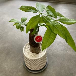 パキラ　観葉植物　丈夫　育てやすい　陶器　インテリア　おしゃれ　贈り物　ギフト　ネオコール　炭　エコ　空気浄化｜bs-claudia