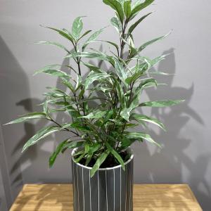 観葉植物　ジャステイシア　スカッシュ　葉っぱが可愛い　おしゃれ　観葉植物　陶器の鉢植え　ギフト　贈り物　新築御祝　プレゼント　インテリア｜bs-claudia