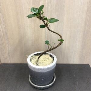 パンダ　ガジュマル　ねじり仕立て　　観葉植物　陶器の鉢植え　インテリア　おしゃれ　珍しい　可愛い　贈り物　ギフト　育てやすい　お引越御祝い　｜bs-claudia